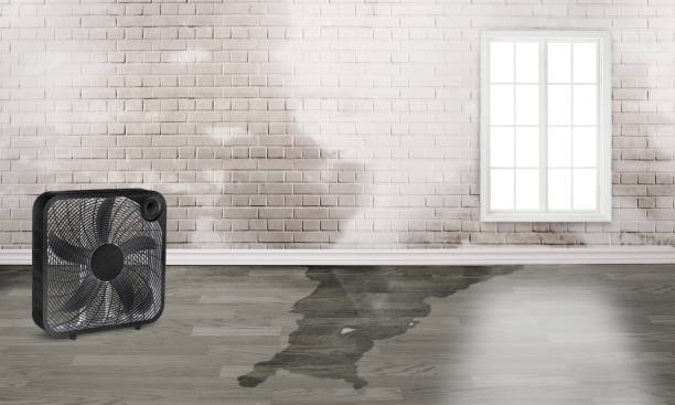 Best Water damage cleanup near me  in Independence, OH